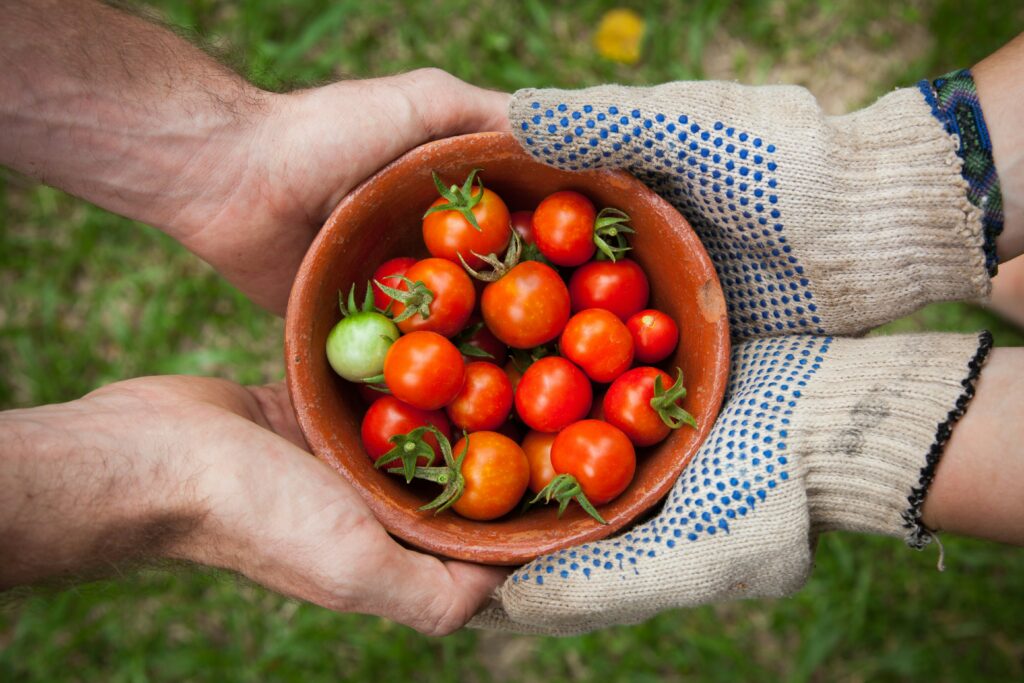 Plant Based Diet for Beginners A Green Start to Healthier Living