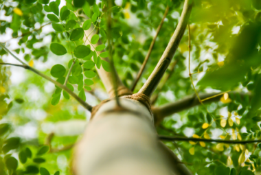 Moringa tree