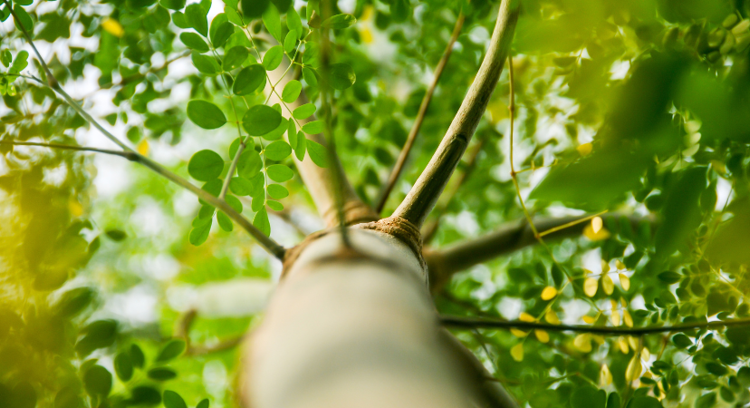 Moringa tree