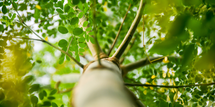 Coringa Tree Moringa Tree: A Natural Pharmacy In Your Backyard - Blooming Health Secrets