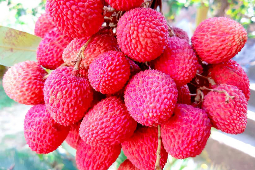 Fresh lychees 